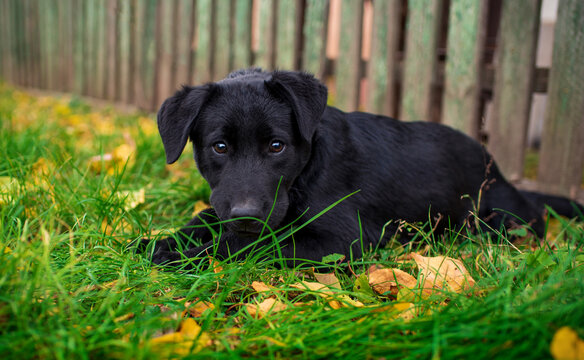 A black labrador lies in the grass on the background of a blurred fence. The puppy is four months old. He looks with frightened eyes. The photo is blurred