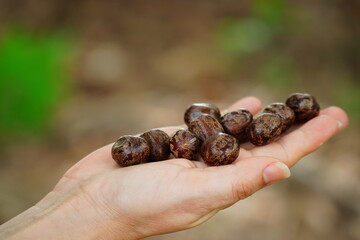 Seeds of Amazonian rubber tree (Hevea brasiliensis) against light background, the milky latex of the tree is used for rubber production with natural resources.