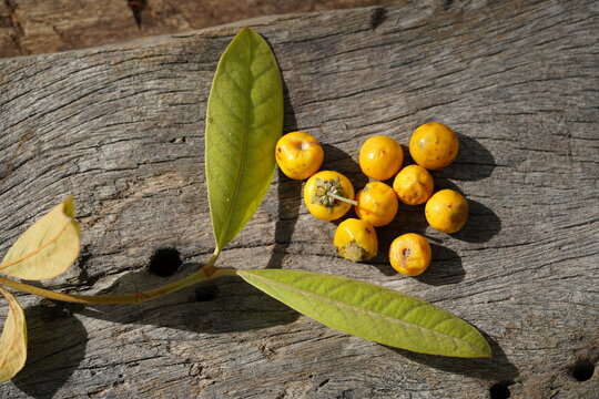 Muruci fruits (Byrsonima crassifolia), also known as murici, from a tree in the Malpighiaceae family. The tropical yellow fruits are sweet and have a special flavor. Solimoes, Rio Tapajos, Brazil.