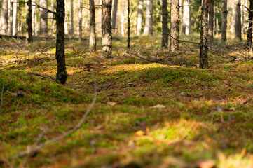 A sunbeam highlights the lush, green mossy ground amidst the slender trunks of pine trees in a serene forest setting.