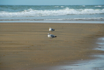 Seagulls on the coast of the North Sea, Kijkduin Beach