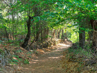 Caminando por los castaños