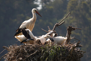 Ave alimentando a sus crías