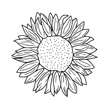 Sketch of sunflower set. Hand drawn outline. Vector illustration