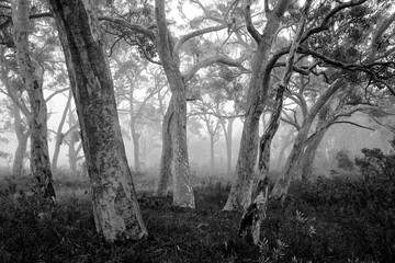 A black and white image, taken in Australia, of beautiful eucalyptus (gum) trees in the mist. Trees...