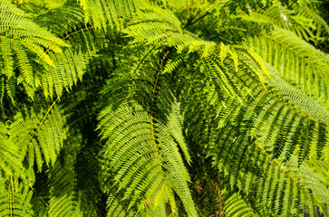 Bright Green Ferns