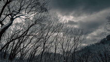 Obraz premium trees in the fog