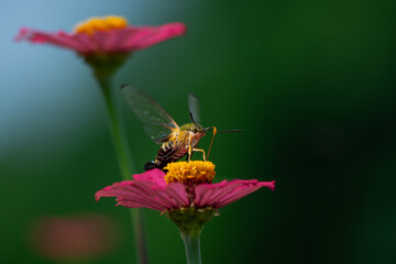 Pellucid hawk moth Cephonodes hylas sucking nectar from zinnia flower, natural bokeh background	