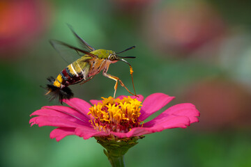Pellucid hawk moth Cephonodes hylas sucking nectar from zinnia flower, natural bokeh background	