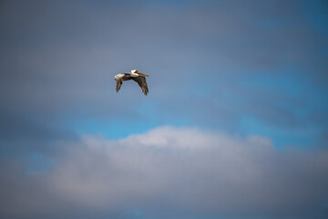 Pelican flying in the sky