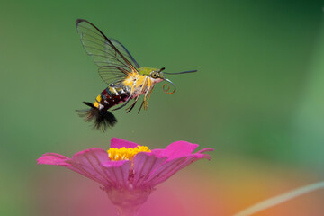 Pellucid hawk moth Cephonodes hylas flying over zinnia flower in flower garden, natural bokeh background