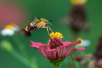 Pellucid hawk moth Cephonodes hylas sucking nectar from zinnia flower, natural bokeh background	