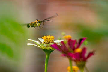 Pellucid hawk moth Cephonodes hylas flying over zinnia flower in flower garden, natural bokeh...