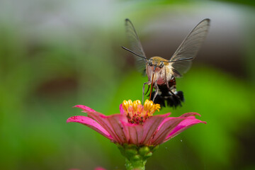 Pellucid hawk moth Cephonodes hylas sucking nectar from zinnia flower, natural bokeh background	