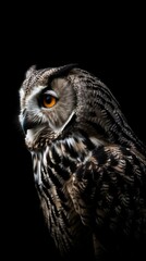 Majestic Close-up Portrait of a Striking Owl with Intense Orange Eyes on a Black Background