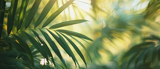 Deurstickers This blurry view captures the vibrant green palm tree leaves in a garden setting, creating a sense of movement and depth in the image. © 2rogan