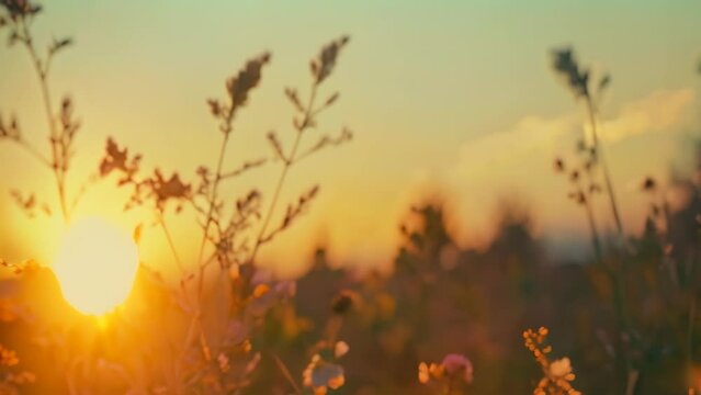 Sunset In The Meadow Footage 4K