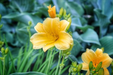 yellow flower