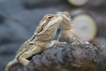 bearded dragon lizard
