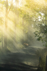 sun rays in the forest