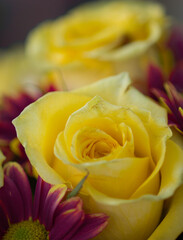 yellow rose closeup