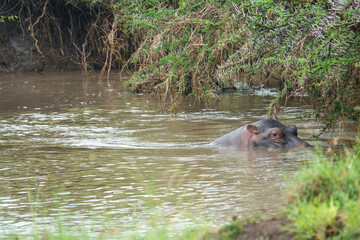 Hippopotamus peeking out of the water. Mara Plains, Tanzania