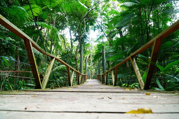 A wooden elevated walkway on tall stilts through the tropical rainforest in the urban Mindu Park of...