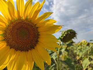sunflower in the field