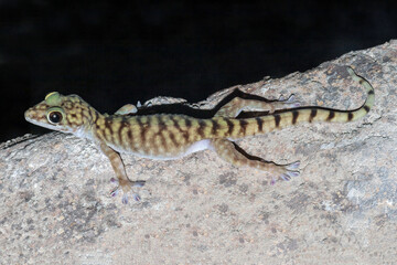 Giant Cave Gecko