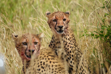 Cheetah cubs, Samburu county, Kenya