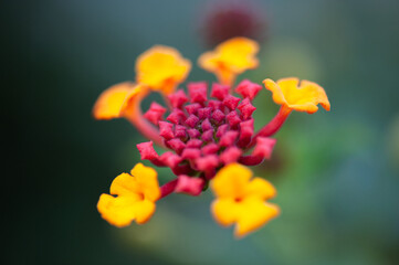 Clouse up of a colorful little flowers