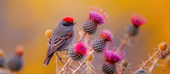 A small bird with vibrant red plumage perches on top of a blooming flower, specifically a beautiful thistle.