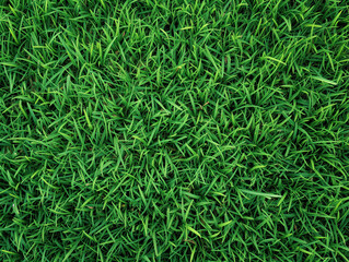 Vibrant green grass closeup gives a fresh, well-maintained lawn impression. Textured top view enhances its visual appeal.