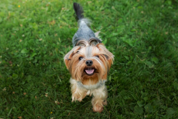 Naklejka na ściany i meble A Yorkshire Terrier gazes up with a joyful expression, standing on vibrant green grass. spirited pet enjoying the outdoors