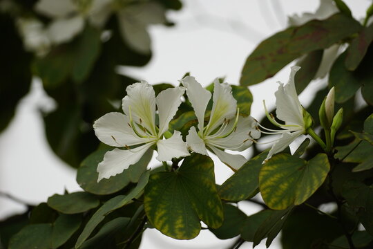 Close-up of Bauhinia forficata flower