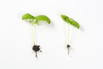 Two basil seedlings - 746174839