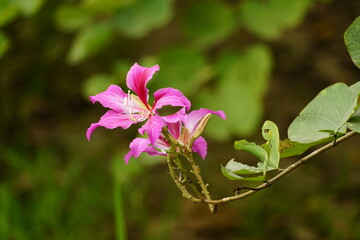 Close-up of Bauhinia forficata flower