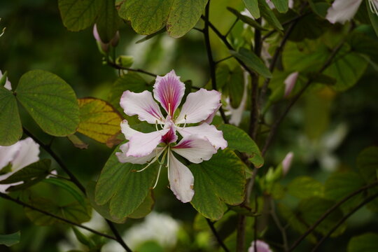 Close-up of Bauhinia forficata flower