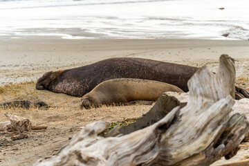 Elephant seals rest on the Drakes Beach, California