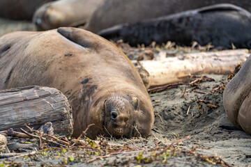Elephant seal resting on the beach near the ocean.