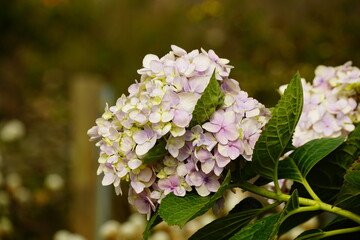 Close-up Oversized fresh purple hydrangea