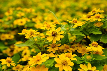 Helenium amarum is a perennial with yellow flowers