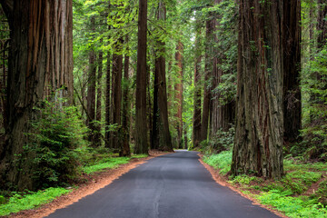 Traveling through California's Redwood Country immerses you in towering forests, serene trails, and...