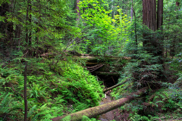 Fototapeta premium Traveling through California's Redwood Country immerses you in towering forests, serene trails, and awe-inspiring groves. Experience nature's grandeur and tranquility