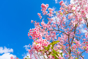 日差しの中の河津桜