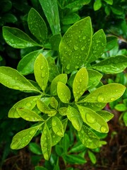 Fototapeta na wymiar aglaia odorata plant leaves with water droplets