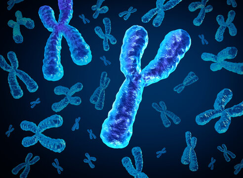 Y Chromosome Disappearing and Y-Chromosomes dying out as a concept for a human biology x structure containing dna genetic information as a medical symbol for gene therapy or microbiology genetics rese