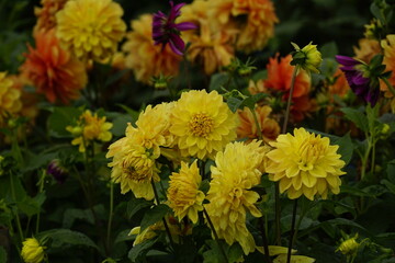 Close-up of dahlias blooming in the garden