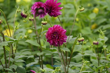 Close-up of dahlias blooming in the garden
