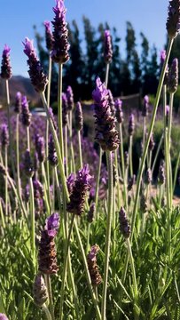 lavanda y abejas 